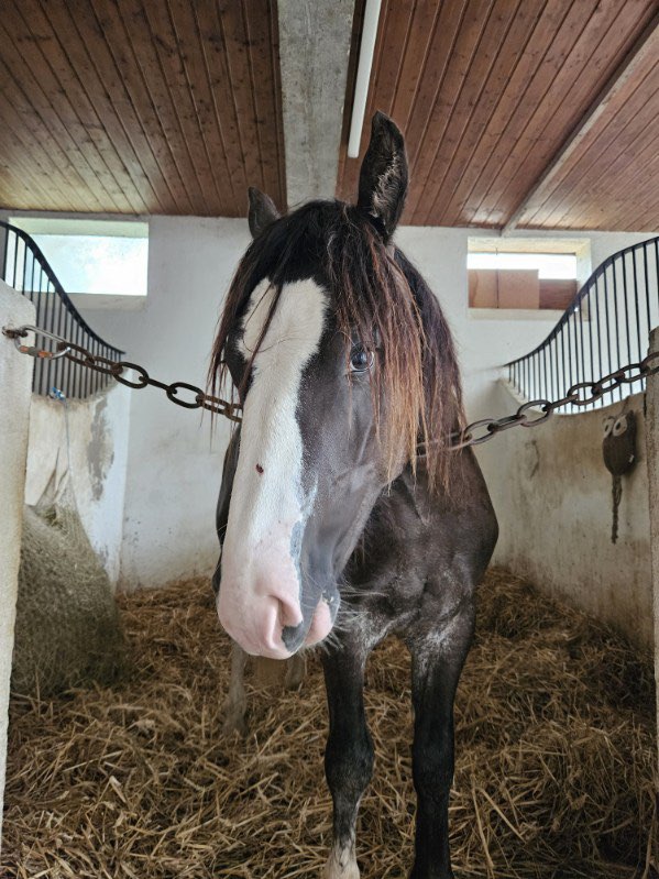 (dept 70) 1 an - SPIRIT - ONC trait male - Réservé par Pierre M (24) 45198110