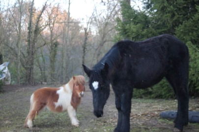 (Dept 71) 8 mois - INNOCENCE DE NIOST - Percheron PP - décédée 51997910