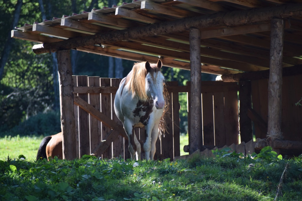 Dept19-6 ans- COYOTTE C-D- Paint horse-réservé par Steff39 (Janvier 2019) 78712910