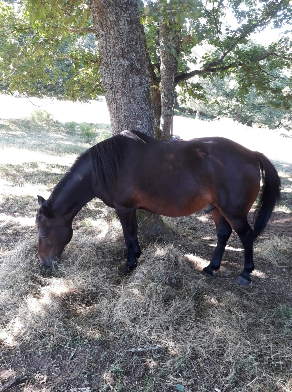 Dept JERONIMO, ONC poney, réservé par Madeline57 !!! (Mai 2015) - Page 3 83917610