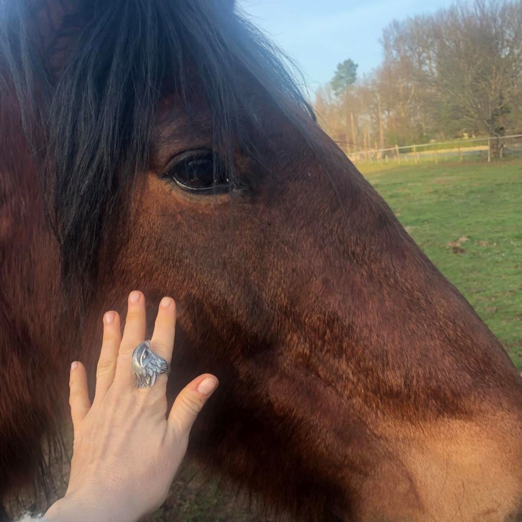 Dpt 77, 17 ans, Mistere de Mai, hongre cob normand, Réservé par Manoux (janvier 2018) - Page 2 92375210