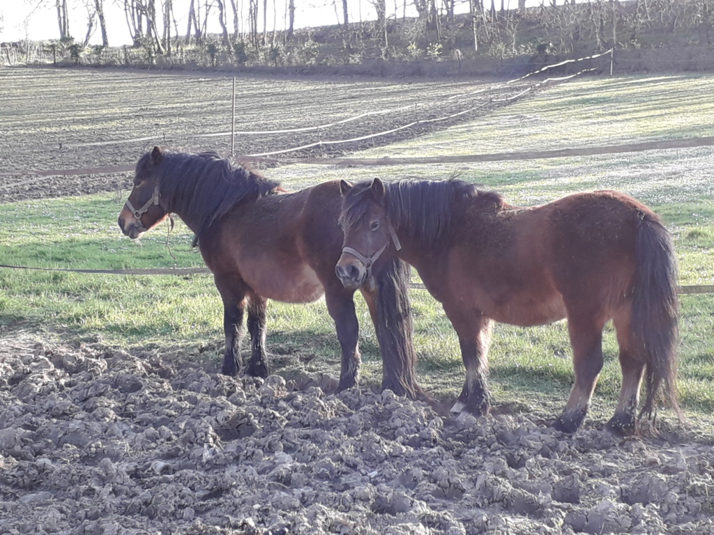 Dpt 77, 13 et 15 ans, Automne et Coyote, poneys ONC, sauvés par Marie B. (2018) Automn12