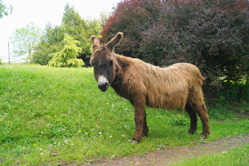 Dpt 77, 15 ans, Poncho, âne hongre, sauvé par Cyril C (2018) Dsc05711