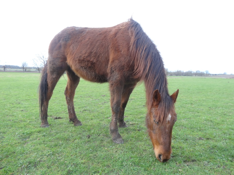 (Dept 72) 2 ans - GOLDIE FLOR - TF PP - Réservée par la famille Kaufmann(fev 2019) Morte Dsc06914