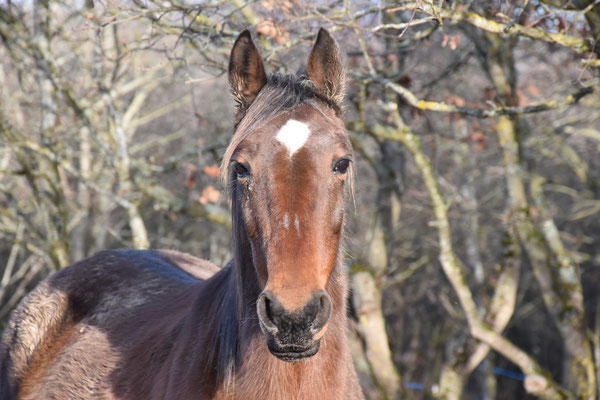 Royale du Perthois TF Réservée par Sabine  Image11