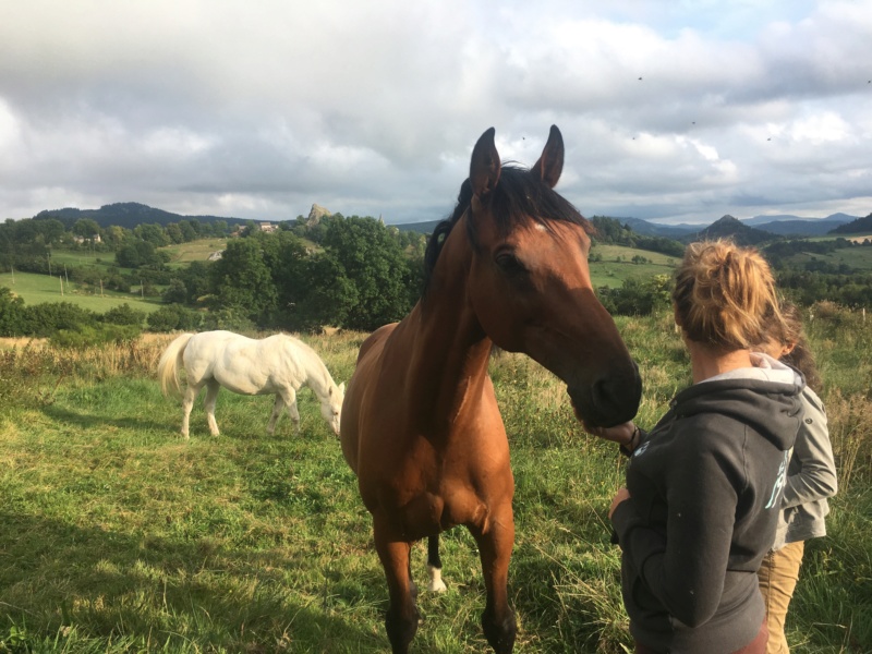 Dept 42, 8 ans, Ecaro KWPN, Adopté par Joelle (2017) Img_0723