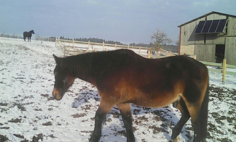 Dpt 77, Loustic, poney ONC de 16 ans, sauvé par Esther (Mars 2015) - Page 3 Img_1245