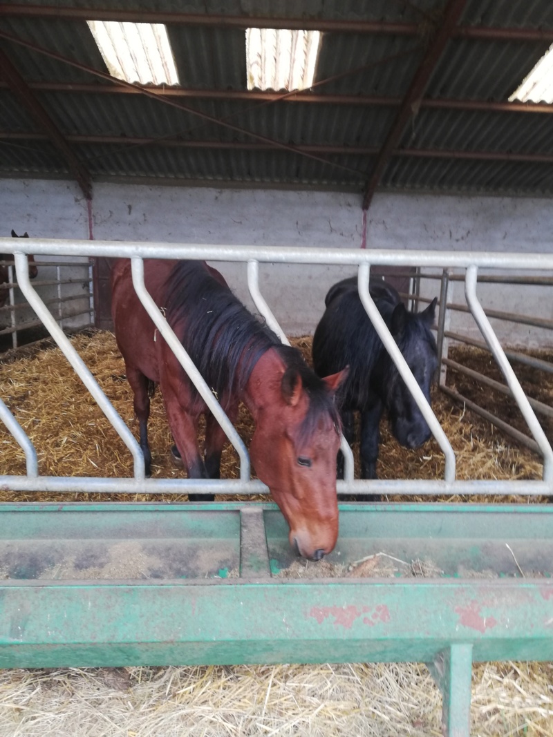 (Dept 71) 4 ans - FLASH DU MELEUC - TF PP - Hongre -Réservé par Soän (avril 2019) Img_2131