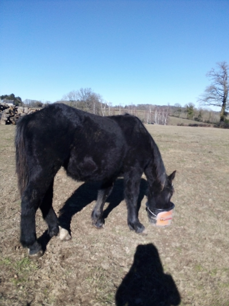 (dept 87) IGOR DES FONTS - Percheron PP - Mâle - Réservé par Nicole (2018) Img_2139