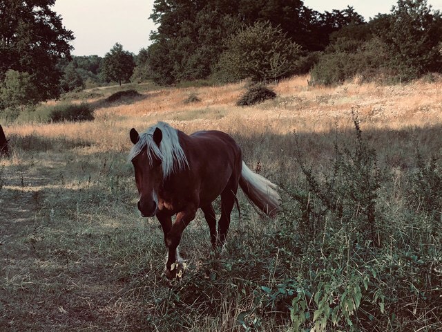 (dept 71) 19 ans - MIRETTE 22 - Comtois PP - Jument - Réservée par Philippe B. (Juin 2019) Img_2193