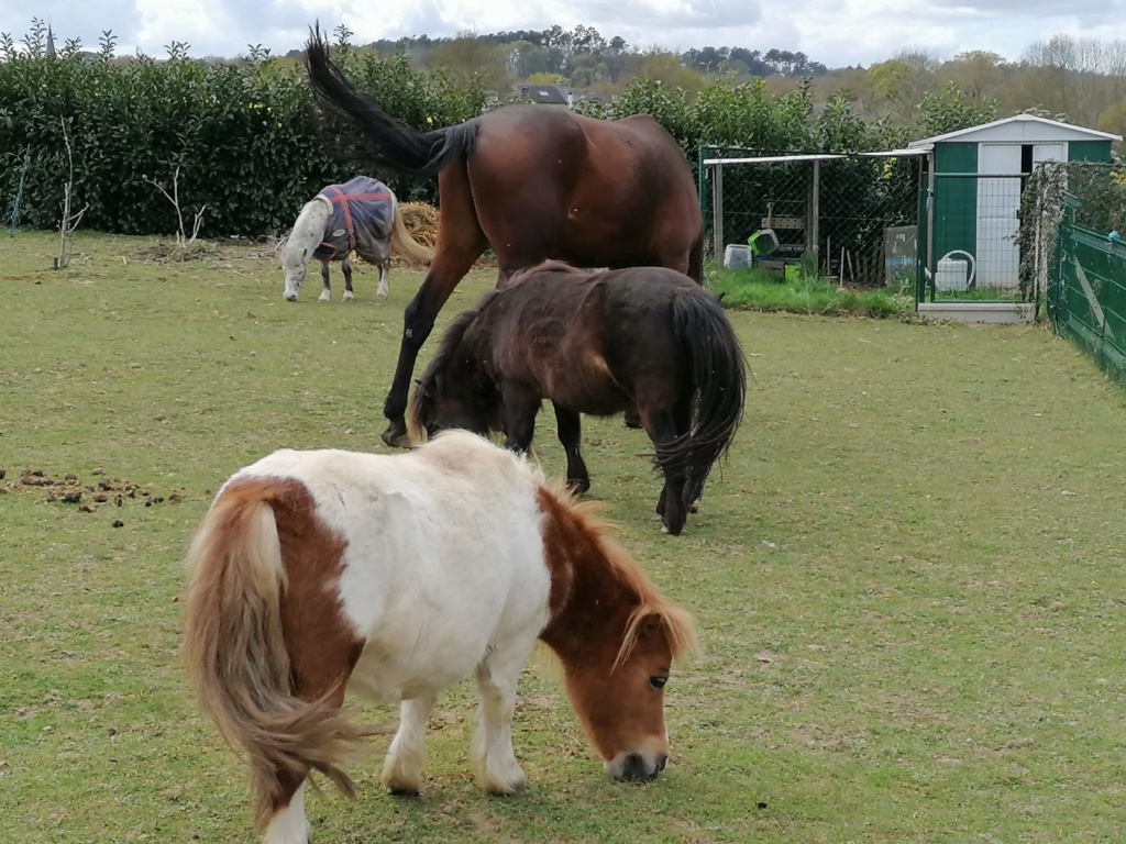 (dept 71) 10 ans - DJAMILA - ONC poney - adoptée par la famille Liot. (2018) Img_2362