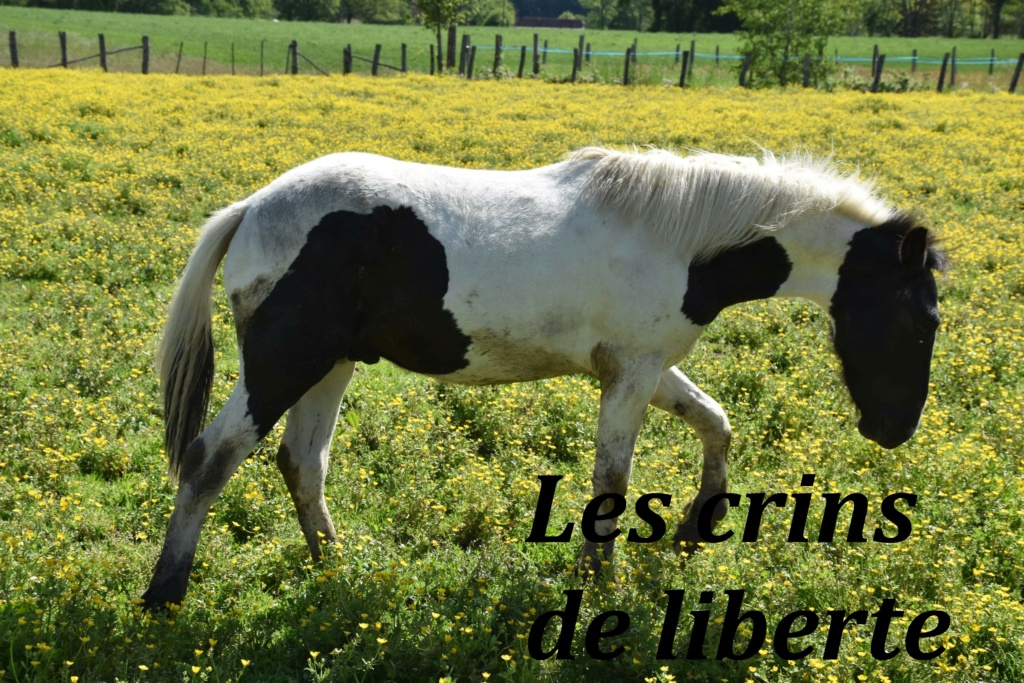 (Dept 71) 10 mois- KILI- ONC poney - mâle - adopté par Aurelie M. (juin 2021) Img_2824