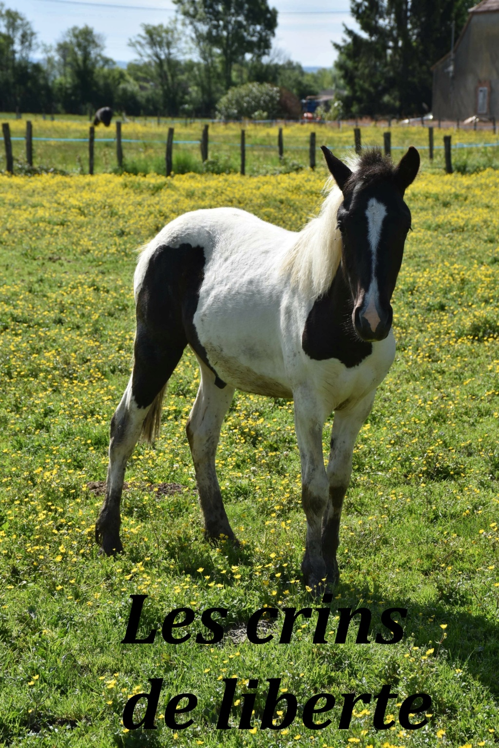 (Dept 71) 10 mois- KILI- ONC poney - mâle - adopté par Aurelie M. (juin 2021) Img_2828
