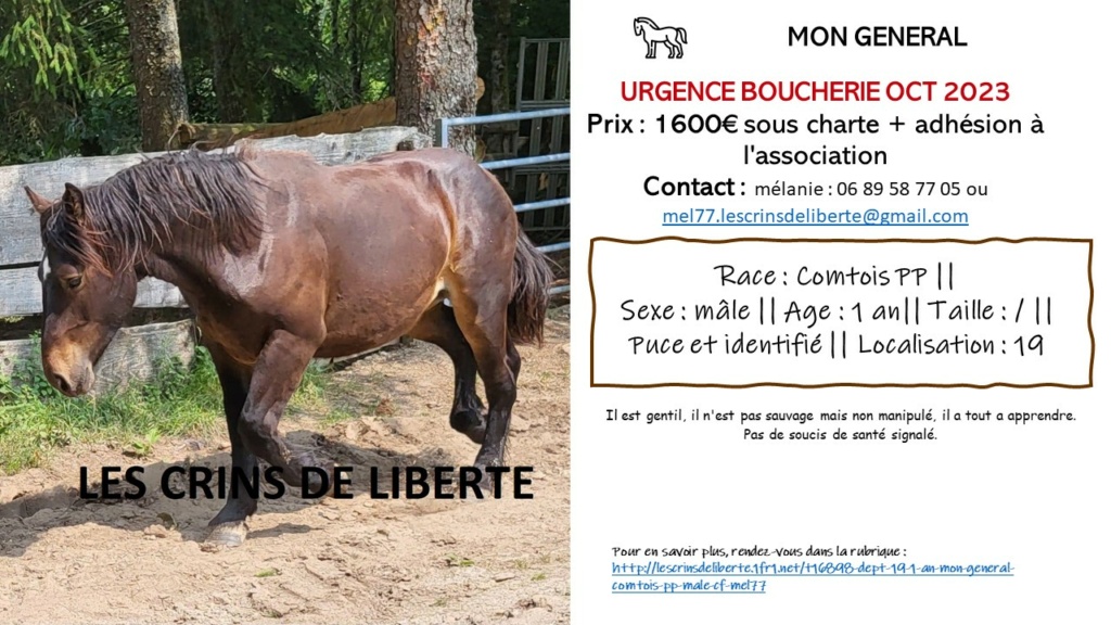 (Dept 19) 1 an - MON GENERAL - Comtois PP - male - Adopté par Rose marie (juil 2023) Mon_ge10