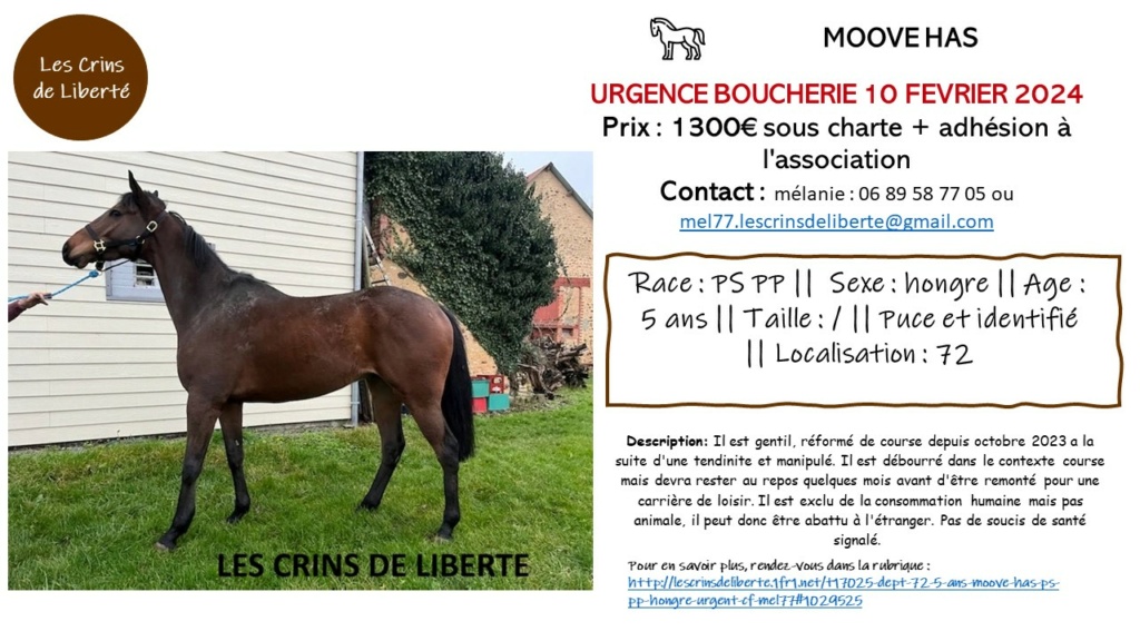 (Dept 72) 5 ans - MOOVE HAS - PS PP - Hongre - Réservé par Laura (fev 2024) Moove_10