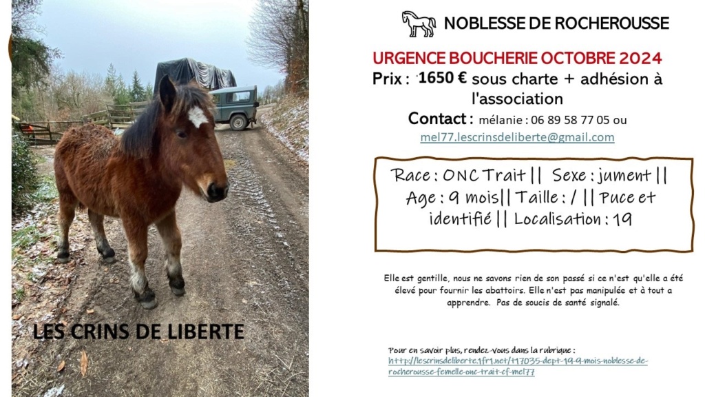 (Dept 19) 9 mois - NOBLESSE DE ROCHEROUSSE - ONC trait - Réservée par Isabelle (2024) Nobles12