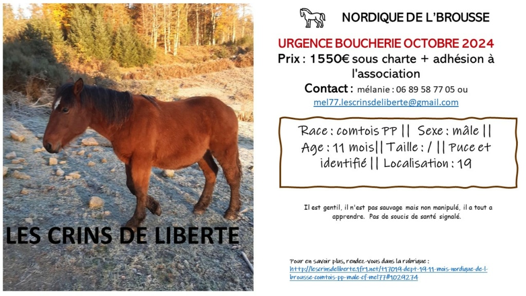 (Dept 19) 11 mois - NORDIQUE DE L'BROUSSE - Comtois PP - Mâle - Cf mel77 Nordiq10