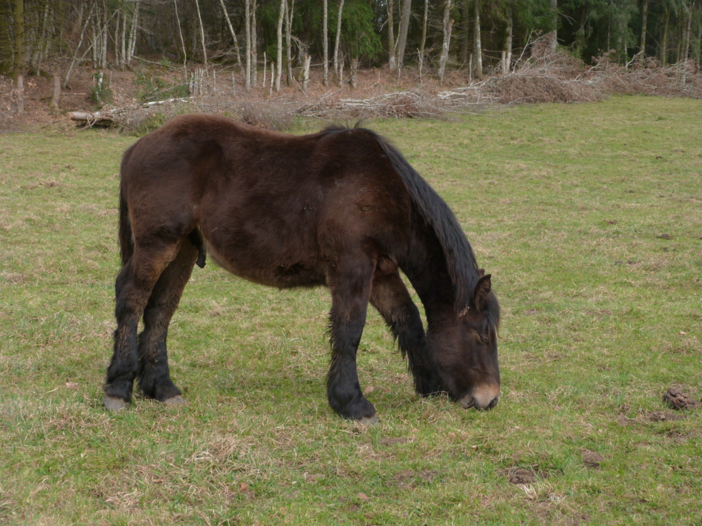 (Dept 19) 1 an - MON GENERAL - Comtois PP - male - Adopté par Rose marie (juil 2023) P1090512