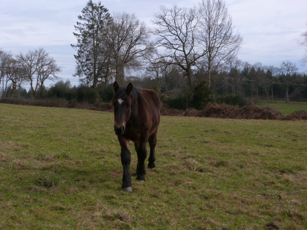 (Dept 19) 1 an - MON GENERAL - Comtois PP - male - Adopté par Rose marie (juil 2023) P1090514