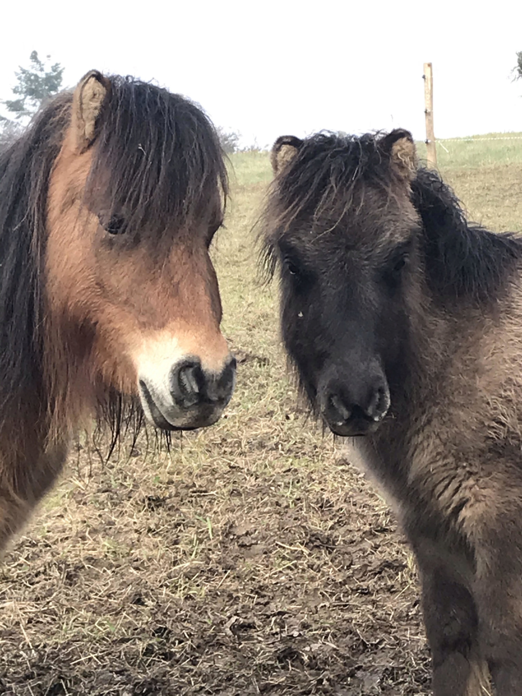 (dept 71) 2 ans - GASPER & GRISETTE - onc poney - sauvés par Elodie (avril 2018) Unnam241