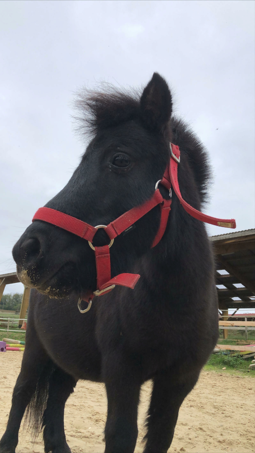 (Dept 71) 3 ans - HISABELLE D'UZORE - Onc poney - réservée par Emma B (mai 2020) Unnam371