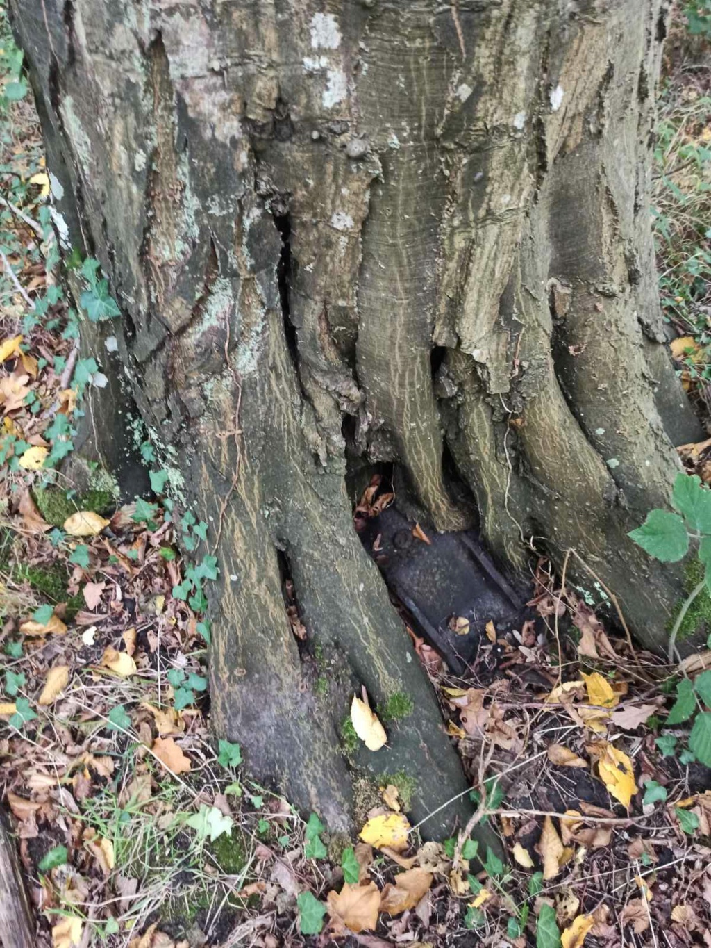 Identification objet pris dans la racine d'un arbre.  Img-6910