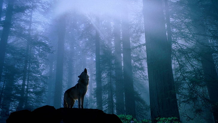 Poème : Le loup et la forêt  Wolf-t10