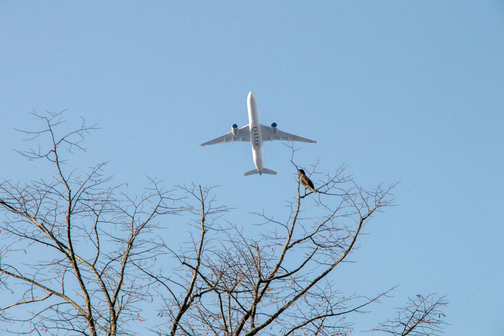 L'oiseau et l'avion  L_oise10