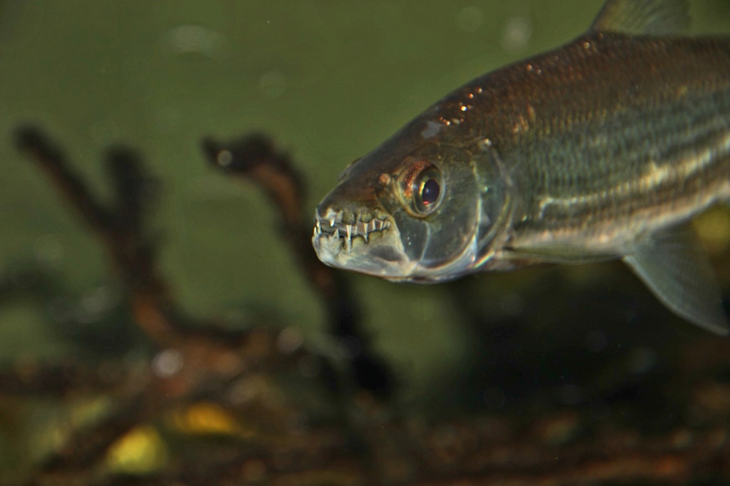Hydrocynus vittatus - African Tiger Fish - Página 3 20190410