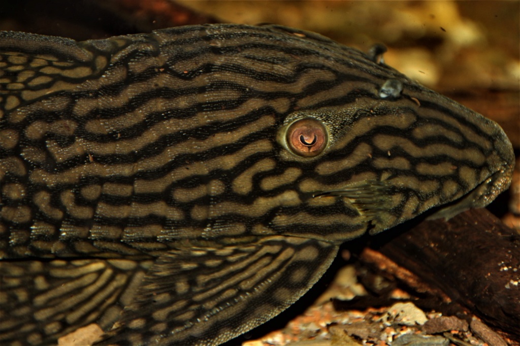 Panaque cf. nigrolineatus  - L330, Watermelon Pleco Img-2083