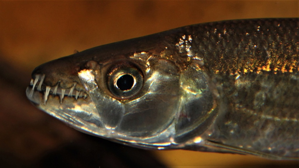 Hydrocynus vittatus - African Tiger Fish - Página 2 Img-2114