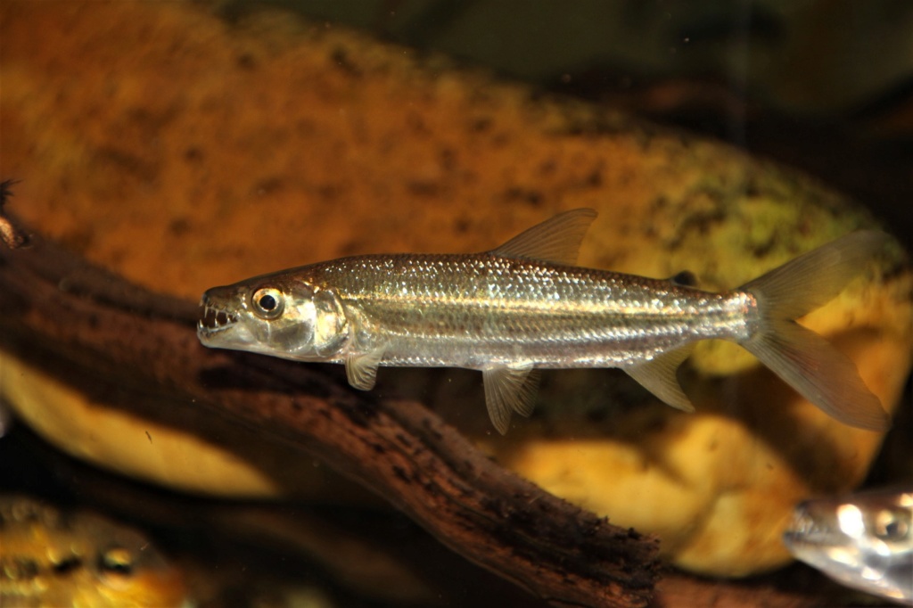 Hydrocynus vittatus - African Tiger Fish - Página 2 Img-2118