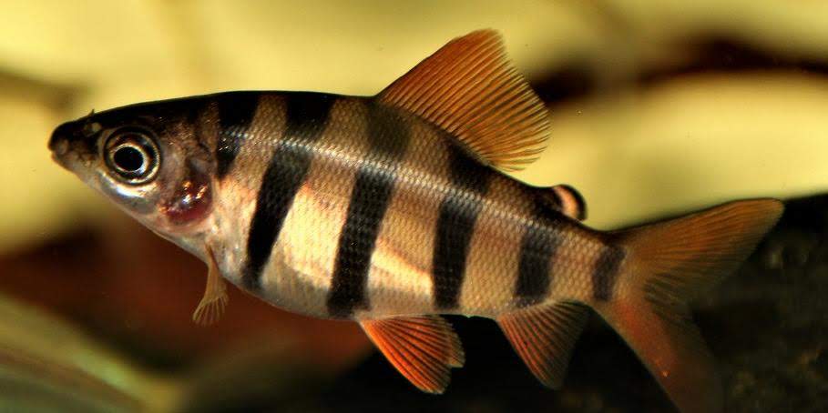  Distichodus sexfasciatus (Boulenger, 1897)  Img-2119