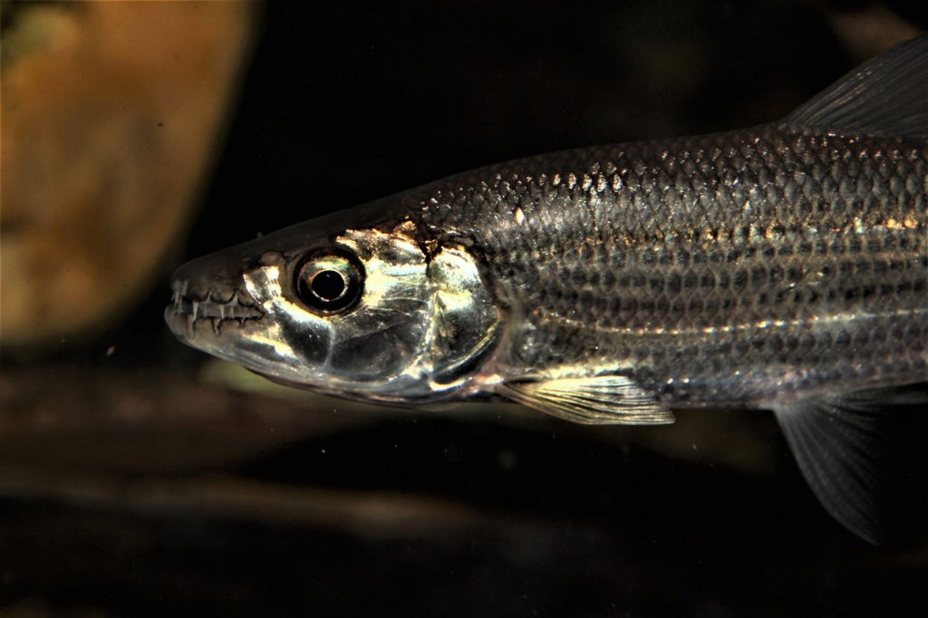 Hydrocynus vittatus - African Tiger Fish - Página 3 Img-2133