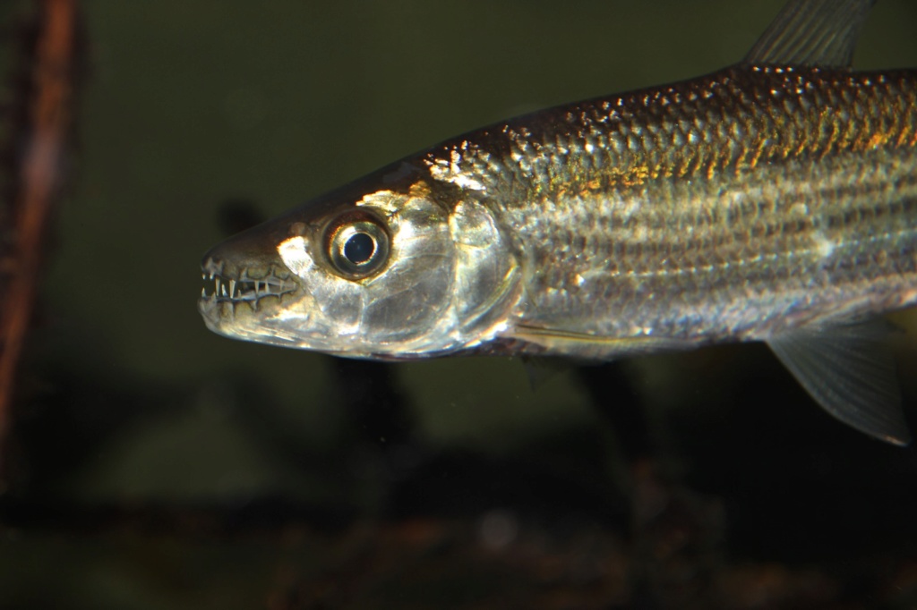 Hydrocynus vittatus - African Tiger Fish - Página 3 Img-2158
