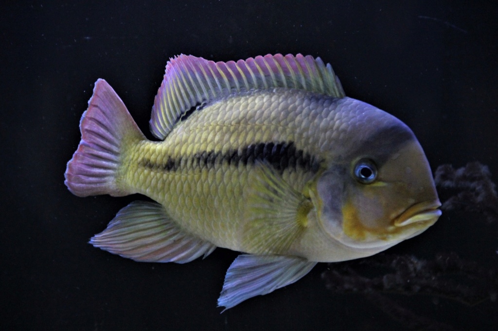 Heterochromis multidens  (Pellegrin, 1900)	 - Página 7 Img-2165