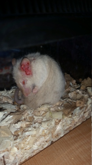 URGENT Something wrong with pet mouse 15363611