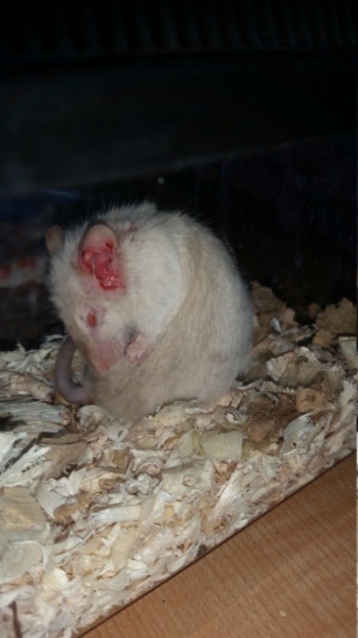 URGENT Something wrong with pet mouse  15363611