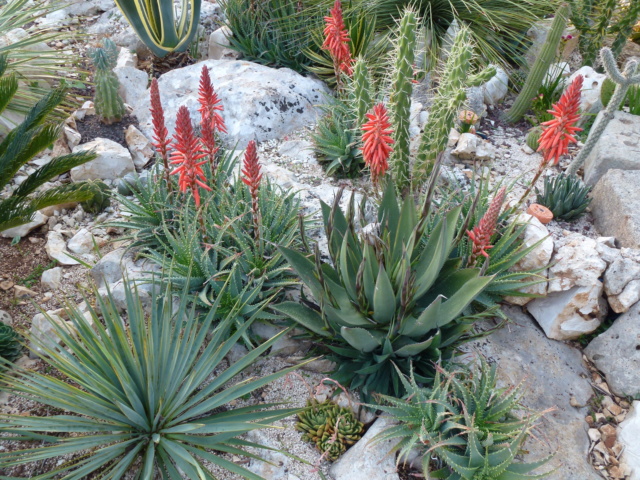 Aus einer Wüste entsteht ein Exotengarten - Seite 16 P1000217