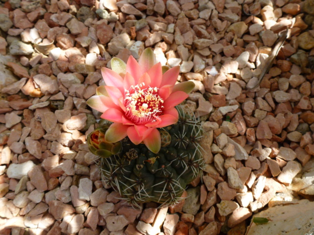 Aus einer Wüste entsteht ein Exotengarten - Seite 20 P1000417