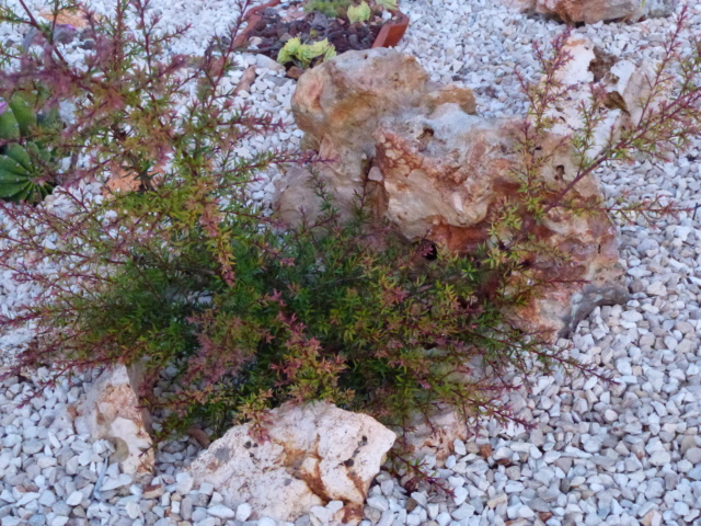 Aus einer Wüste entsteht ein Exotengarten - Seite 26 P1000439