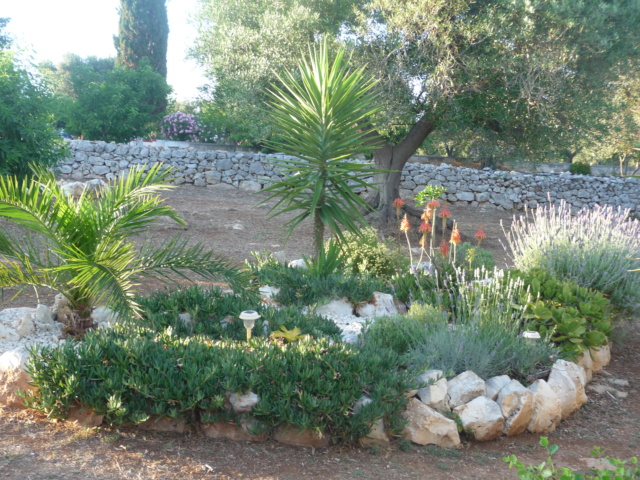 Aus einer Wüste entsteht ein Exotengarten - Seite 10 P1010410