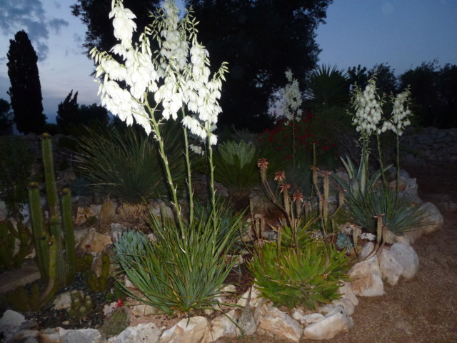 Aus einer Wüste entsteht ein Exotengarten - Seite 52 P1020713