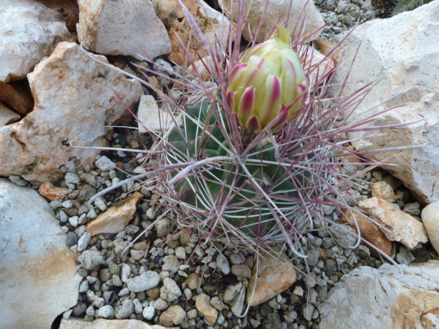 Aus einer Wüste entsteht ein Exotengarten - Seite 53 P1020823