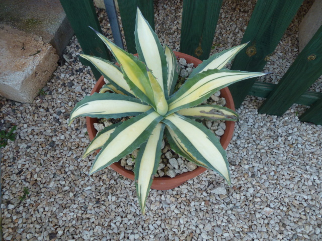 Aus einer Wüste entsteht ein Exotengarten - Seite 56 P1020927