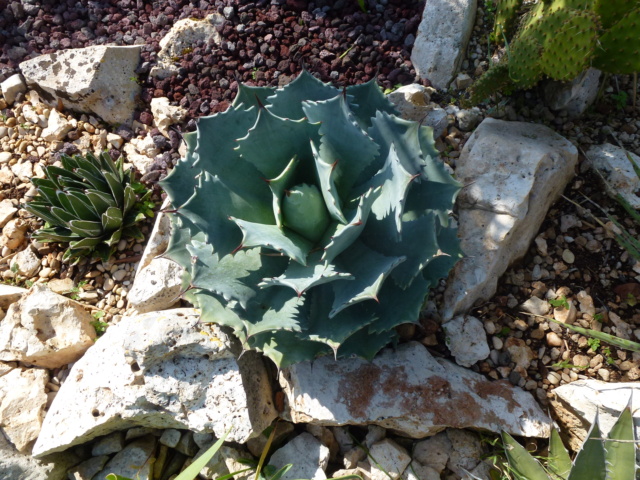 Aus einer Wüste entsteht ein Exotengarten - Seite 59 P1030036