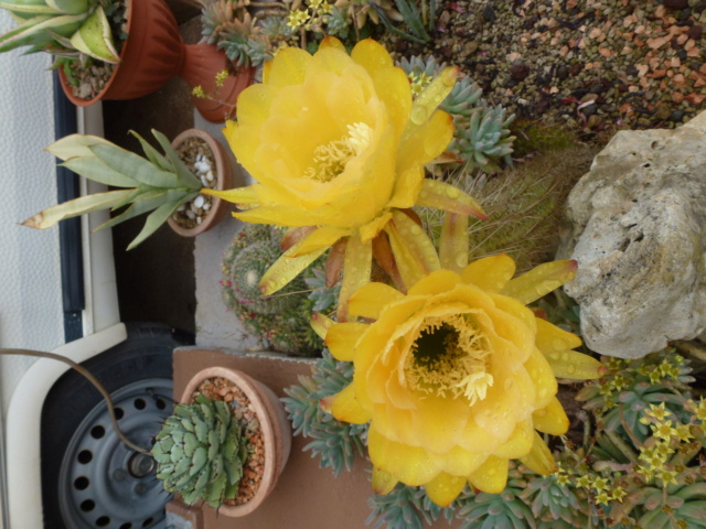 Aus einer Wüste entsteht ein Exotengarten - Seite 60 P1030047