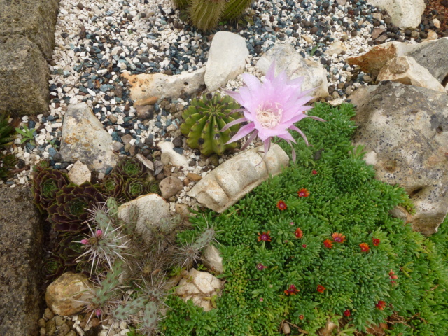 Tillandsien - Aus einer Wüste entsteht ein Exotengarten - Seite 60 P1030050