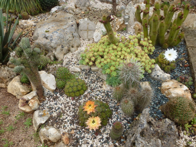 Tillandsien - Aus einer Wüste entsteht ein Exotengarten - Seite 60 P1030051