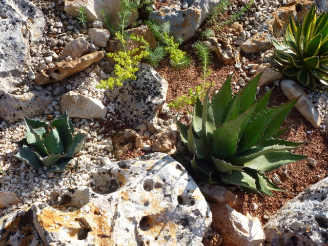 Tillandsien - Aus einer Wüste entsteht ein Exotengarten - Seite 61 P1030123